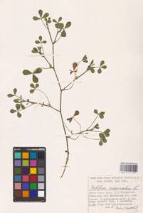 Trifolium resupinatum L., Eastern Europe, Belarus (E3a) (Belarus)