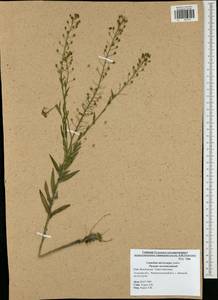 Camelina microcarpa Andrz. ex DC., Eastern Europe, Central region (E4) (Russia)