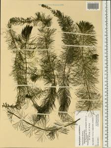 Myriophyllum verticillatum L., Eastern Europe, Western region (E3) (Russia)