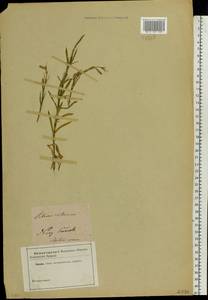 Silene tatarica (L.) Pers., Eastern Europe, North Ukrainian region (E11) (Ukraine)