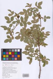 Rosa balsamica Besser, Eastern Europe, Rostov Oblast (E12a) (Russia)