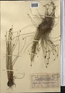 Eleocharis oxylepis (Meinsh.) B.Fedtsch., Middle Asia, Western Tian Shan & Karatau (M3) (Kazakhstan)