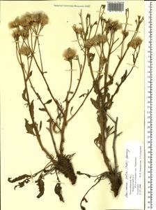 Saussurea salsa (Pall.) Spreng., Siberia, Western Siberia (S1) (Russia)