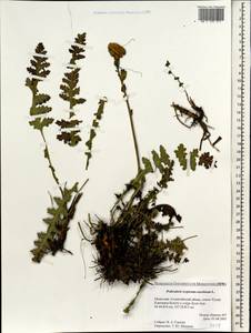 Pedicularis sceptrum-carolinum L., Mongolia (MONG) (Mongolia)