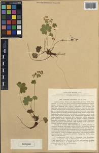 Alchemilla microdictya Juz., Caucasus, Georgia (K4) (Georgia)