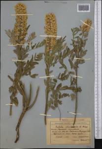 Sophora alopecuroides L., Middle Asia, Northern & Central Tian Shan (M4) (Kyrgyzstan)
