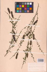 Cytisus scoparius (L.) Link, Eastern Europe, North Ukrainian region (E11) (Ukraine)