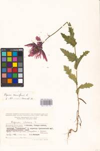 Papaver somniferum L., Eastern Europe, Moscow region (E4a) (Russia)