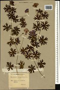 Geranium sanguineum L., Caucasus, Georgia (K4) (Georgia)