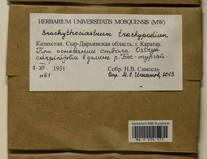 Brachytheciastrum trachypodium (Brid.) Ignatov & Huttunen, Bryophytes, Bryophytes - Middle Asia & Kazakhstan (B16) (Kazakhstan)