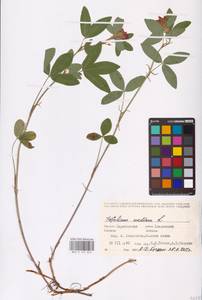 Trifolium medium L., Eastern Europe, Lower Volga region (E9) (Russia)