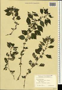 Parietaria officinalis L., Crimea (KRYM) (Russia)