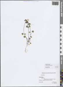 Lamium amplexicaule L., Middle Asia, Kopet Dag, Badkhyz, Small & Great Balkhan (M1) (Turkmenistan)