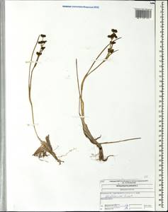 Scheuchzeria palustris L., Eastern Europe, Central forest region (E5) (Russia)