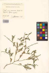 Euclidium syriacum (L.) W.T.Aiton, Eastern Europe, North Ukrainian region (E11) (Ukraine)