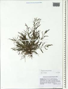 Eragrostis multicaulis Steud., Eastern Europe, Belarus (E3a) (Belarus)