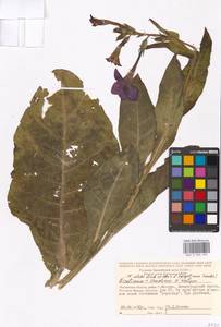 Nicotiana ×sanderae W. Watson, Eastern Europe, Moscow region (E4a) (Russia)