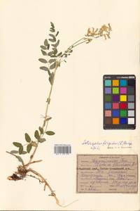 Astragalus frigidus (L.) A.Gray, Siberia, Russian Far East (S6) (Russia)