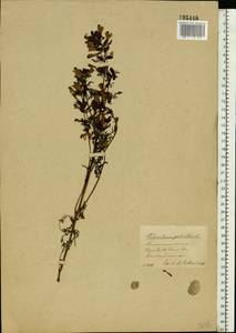 Pedicularis palustris, Eastern Europe, Central forest-and-steppe region (E6) (Russia)