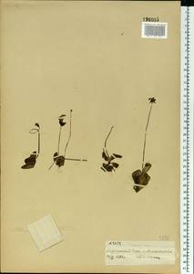 Pinguicula vulgaris L., Eastern Europe, Northern region (E1) (Russia)