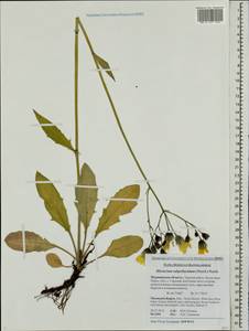 Hieracium subpellucidum (Norrl.) Norrl., Eastern Europe, Northern region (E1) (Russia)