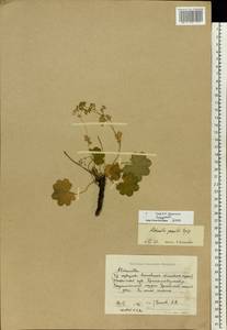 Alchemilla glabricaulis H. Lindb., Eastern Europe, Middle Volga region (E8) (Russia)