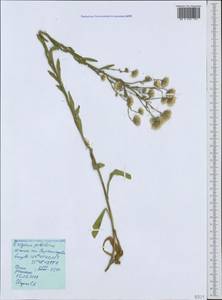 Erigeron acris subsp. acris, Crimea (KRYM) (Russia)