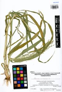 Panicum miliaceum L., Siberia, Baikal & Transbaikal region (S4) (Russia)