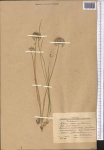 Allium caesium Schrenk, Middle Asia, Western Tian Shan & Karatau (M3) (Kyrgyzstan)