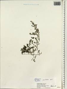 Euphorbia prostrata Aiton, South Asia, South Asia (Asia outside ex-Soviet states and Mongolia) (ASIA) (Nepal)