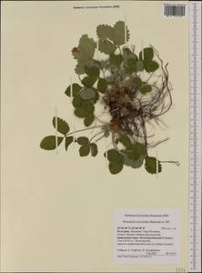 Potentilla micrantha Ramond ex DC., Western Europe (EUR) (Bulgaria)