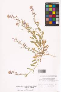 Neotorularia contortuplicata (Steph.) Hedge & J.Léonard, Eastern Europe, Lower Volga region (E9) (Russia)