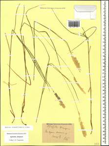 Melica transsilvanica Schur, Caucasus, Armenia (K5) (Armenia)