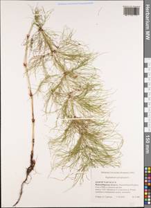 Equisetum sylvaticum L., Siberia, Western Siberia (S1) (Russia)