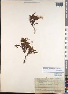 Cassiope tetragona (L.) D. Don, Siberia, Central Siberia (S3) (Russia)
