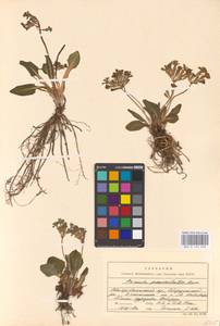 Primula pseudoelatior Kuzn., Caucasus, Stavropol Krai, Karachay-Cherkessia & Kabardino-Balkaria (K1b) (Russia)