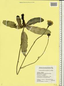 Trommsdorffia maculata (L.) Bernh., Eastern Europe, Central forest-and-steppe region (E6) (Russia)
