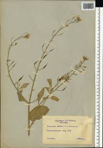Raphanus sativus L., Eastern Europe, Moscow region (E4a) (Russia)