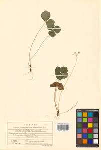 Coptis trifolia (L.) Salisb., Siberia, Russian Far East (S6) (Russia)