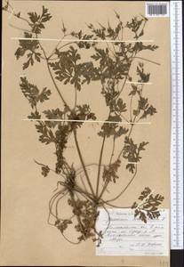 Geranium robertianum L., Middle Asia, Northern & Central Tian Shan (M4) (Kazakhstan)
