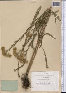 Achillea asiatica Serg., Siberia, Western Siberia (S1) (Russia)