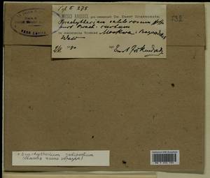 Sciuro -hypnum oedipodium (Mitt.) Ignatov & Huttunen, Bryophytes, Bryophytes - Moscow City & Moscow Oblast (B6a) (Russia)