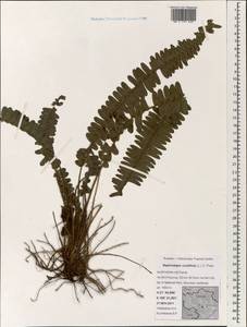 Nephrolepis cordifolia (L.) C. Presl, South Asia, South Asia (Asia outside ex-Soviet states and Mongolia) (ASIA) (Vietnam)