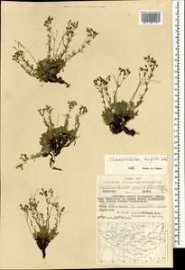 Chamaerhodos trifida Ledeb., Mongolia (MONG) (Mongolia)