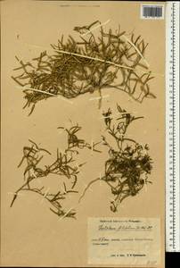 Leptaleum filifolium (Willd.) DC., South Asia, South Asia (Asia outside ex-Soviet states and Mongolia) (ASIA) (China)