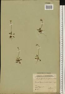 Primula farinosa L., Eastern Europe, Northern region (E1) (Russia)