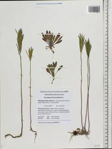 Erysimum odoratum Ehrh., Eastern Europe, Northern region (E1) (Russia)