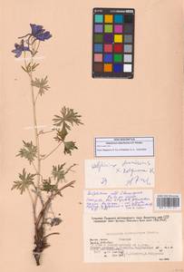 Delphinium, Siberia, Yakutia (S5) (Russia)