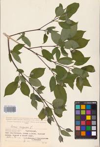 Cornus sanguinea L., Eastern Europe, Western region (E3) (Russia)