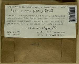 Pohlia nutans (Hedw.) Lindb., Bryophytes, Bryophytes - North Caucasus & Ciscaucasia (B12) (Russia)